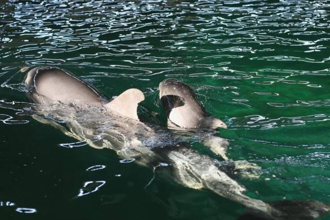 Jūrų muziejuje - delfinų jaunikliai (papildyta)