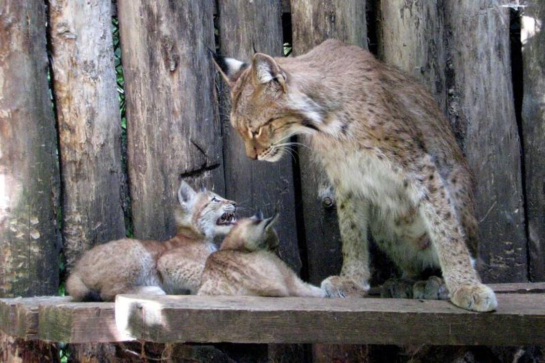 Zoologijos sode dūksta naujagimiai – lūšiukai ir paršiukai