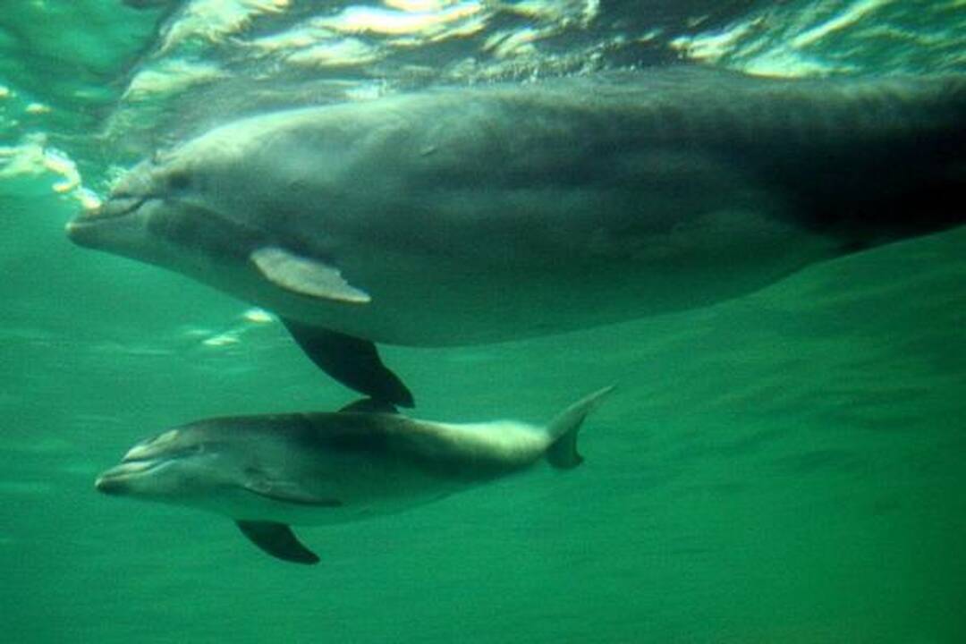 Jūrų muziejuje - delfinų jaunikliai (papildyta)