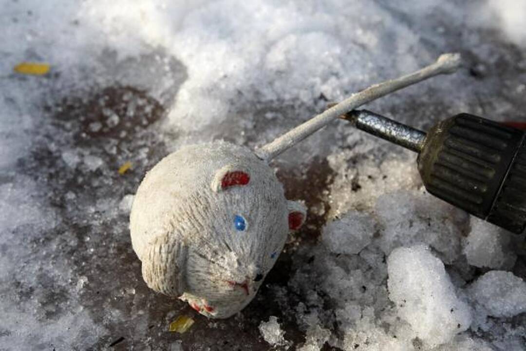 Klaipėdoje sudegė gyvūnų prieglauda – žuvo visi gyvūnai (papildyta)