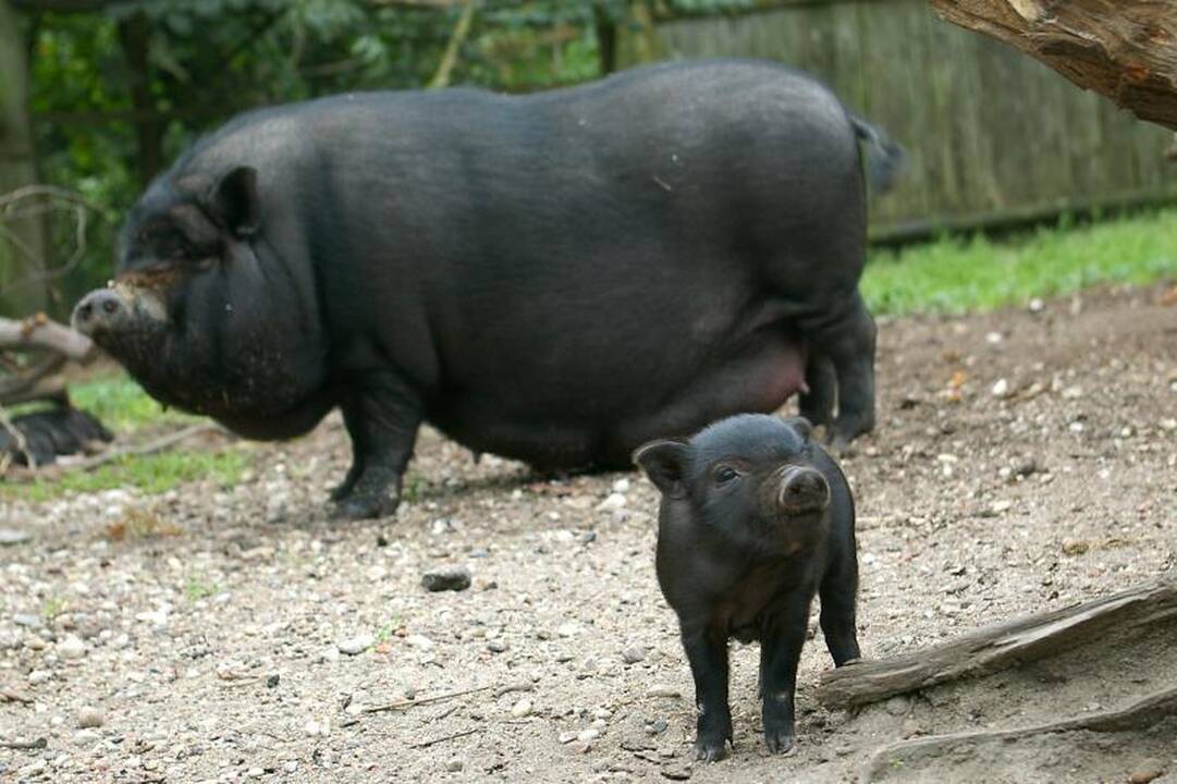 Zoologijos sode dūksta naujagimiai – lūšiukai ir paršiukai