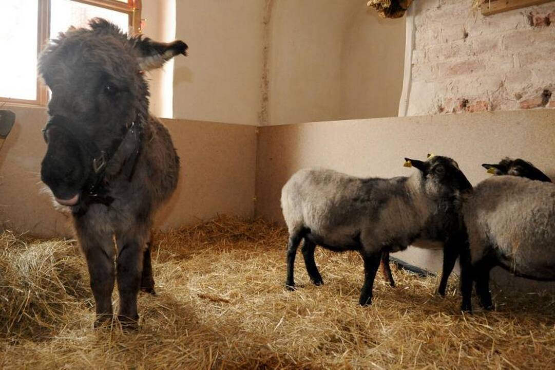 Asiliukas bažnyčioje jaučiasi lyg sanatorijoje