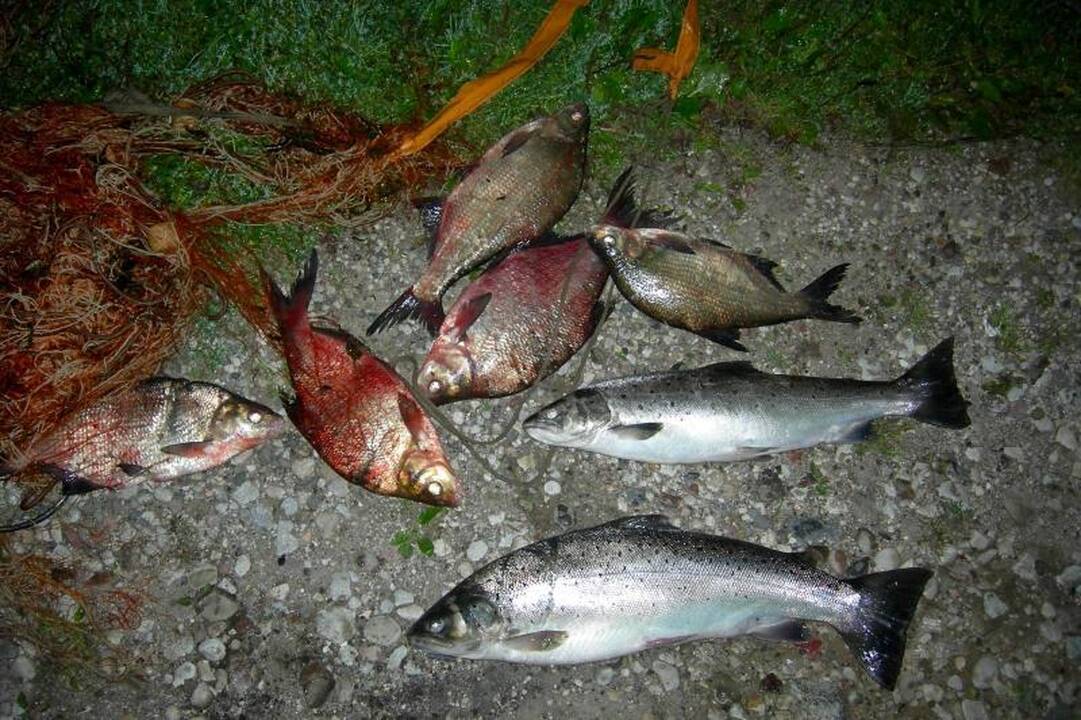 Brakonieriai puolė su kastuvu ir siūlė kyšį