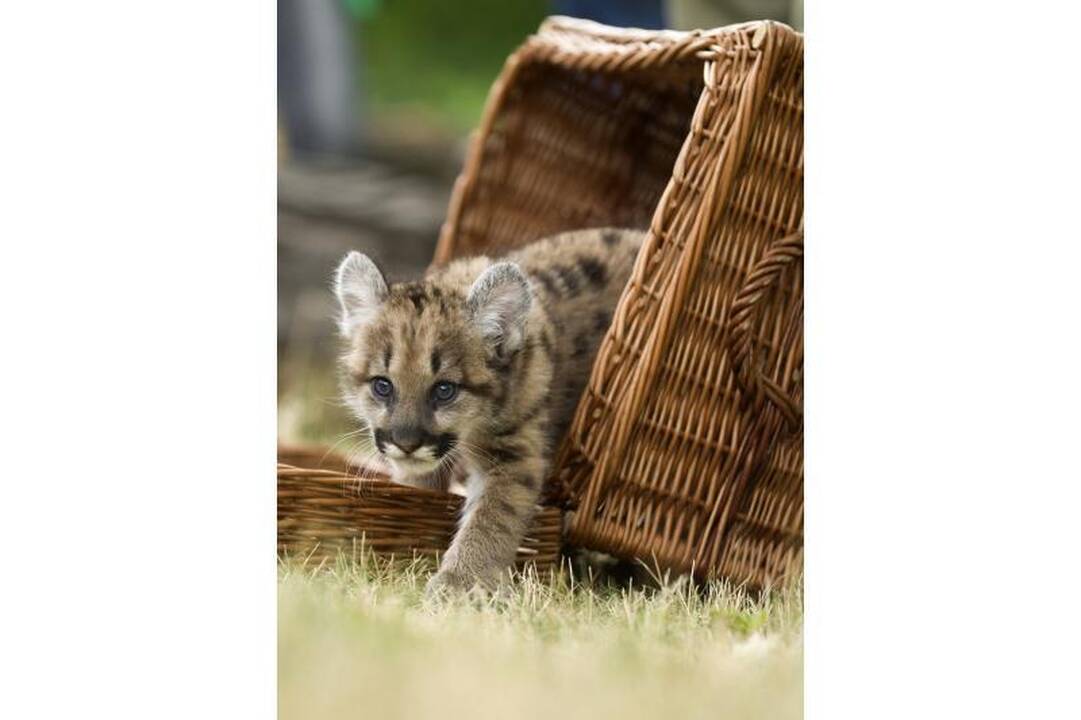 Pirmą kartą per 22 metus puma susilaukė jauniklio