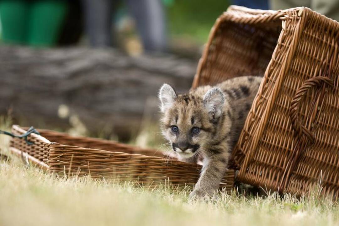 Pirmą kartą per 22 metus puma susilaukė jauniklio