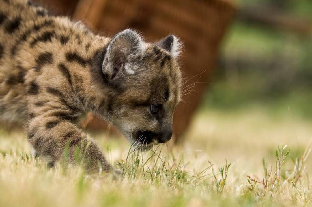 Pirmą kartą per 22 metus puma susilaukė jauniklio