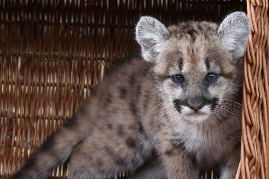 Pirmą kartą per 22 metus puma susilaukė jauniklio
