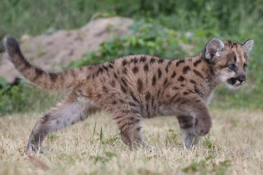 Pirmą kartą per 22 metus puma susilaukė jauniklio