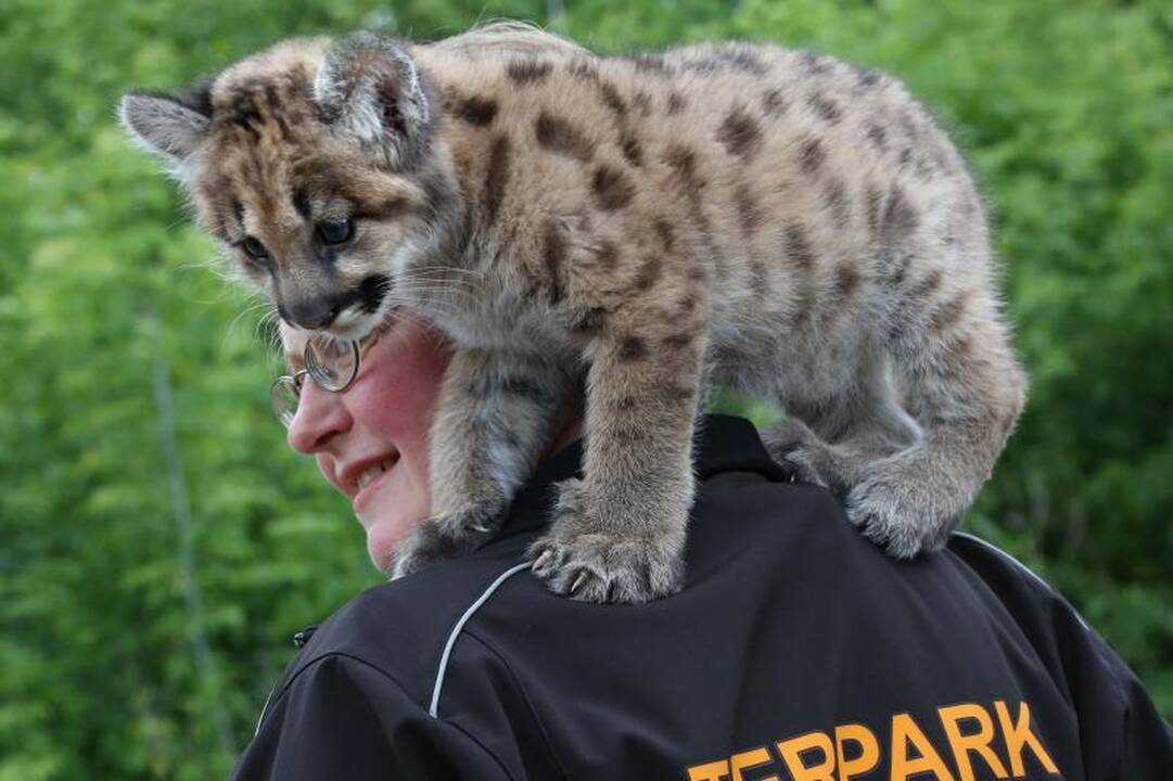Pirmą kartą per 22 metus puma susilaukė jauniklio
