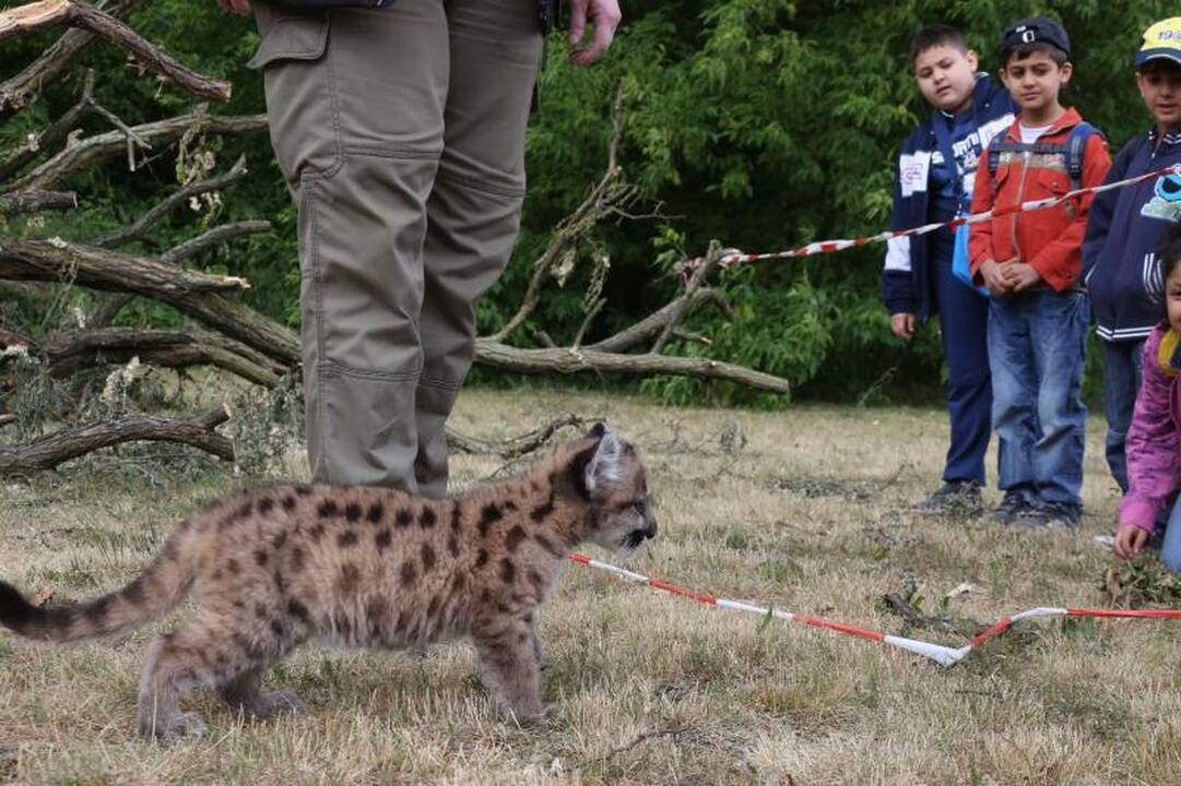 Pirmą kartą per 22 metus puma susilaukė jauniklio