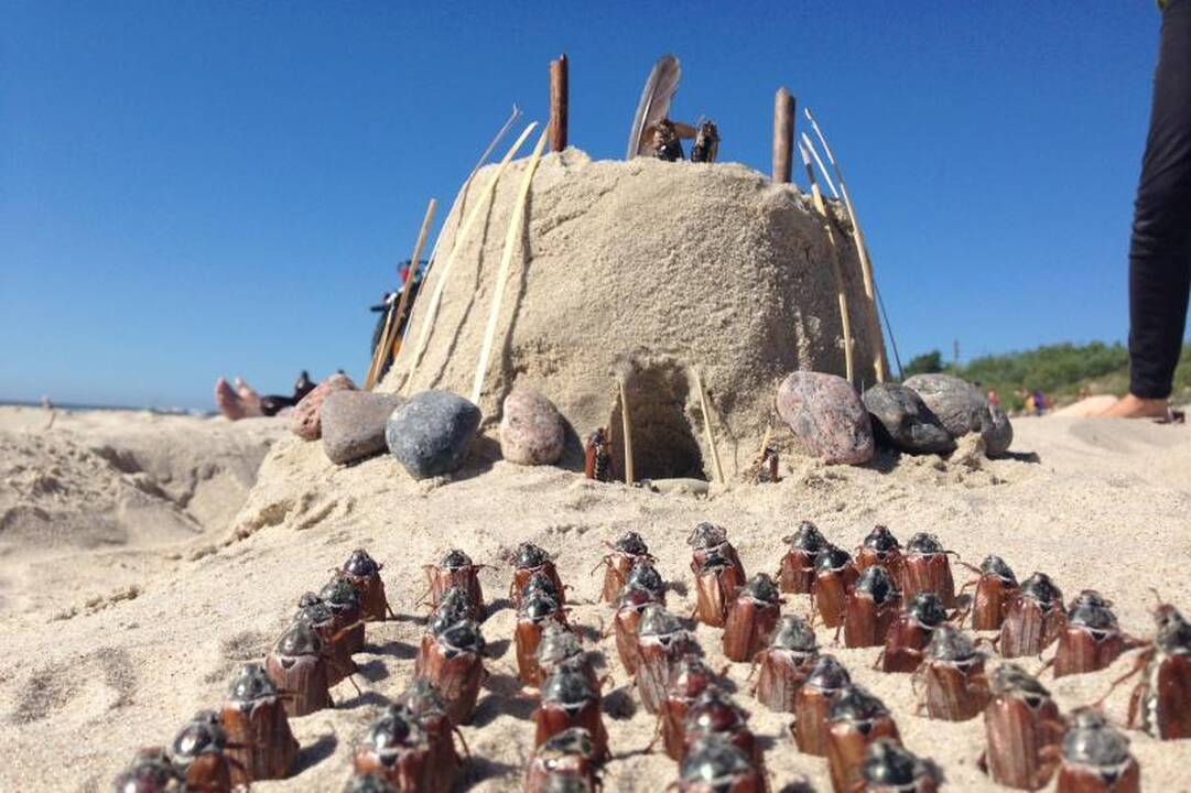 Linksmas vaizdelis: karkvabaliai tikrai užkariauja pajūrį! (foto)