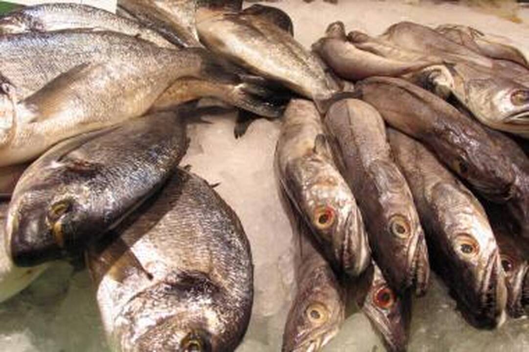 Panevėžio tvenkinyje – negyvos žuvys