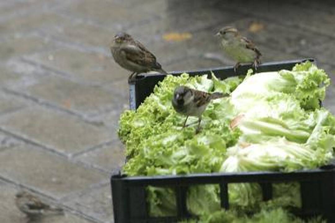 Orai Kaune: stiprės vėjas, penktadienį galima šlapdriba