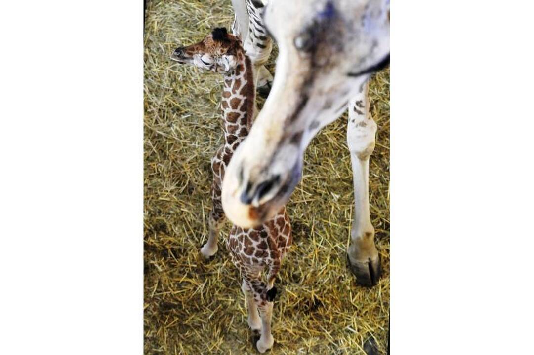 Budapešto zoologijos sodas džiaugiasi savaitės amžiaus žirafa