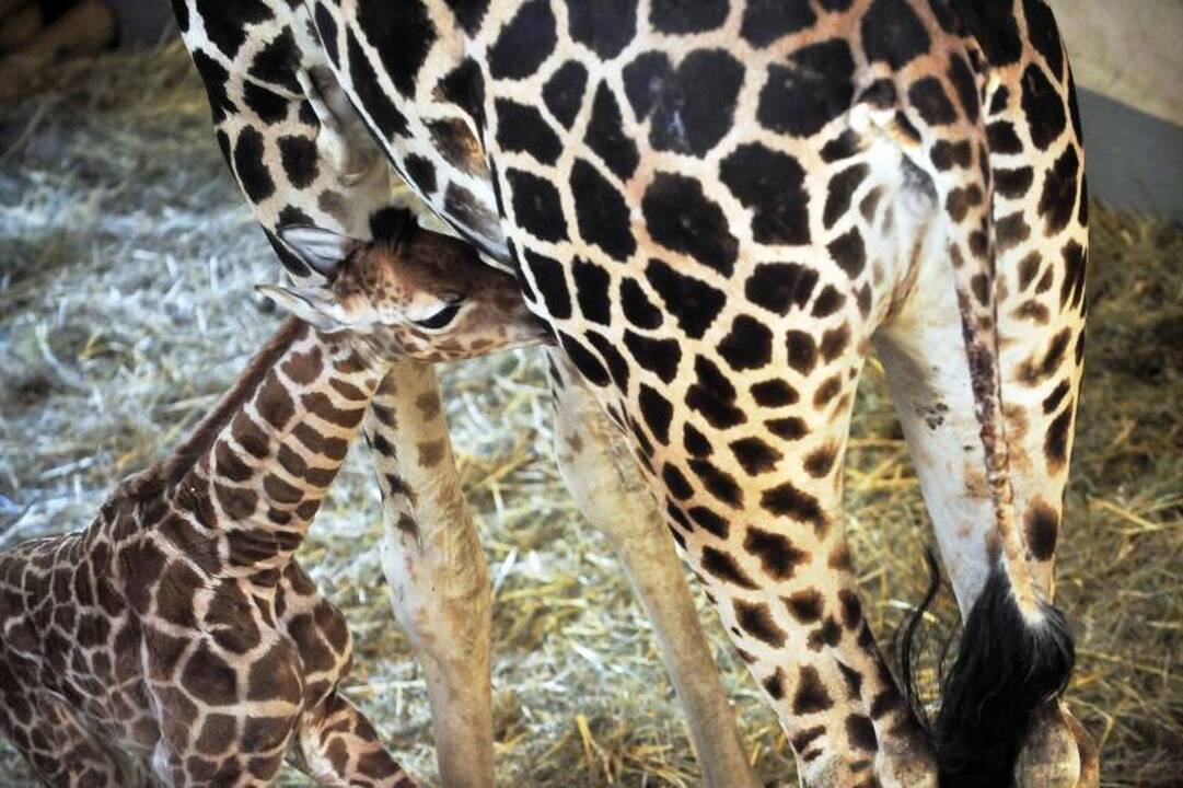 Budapešto zoologijos sodas džiaugiasi savaitės amžiaus žirafa