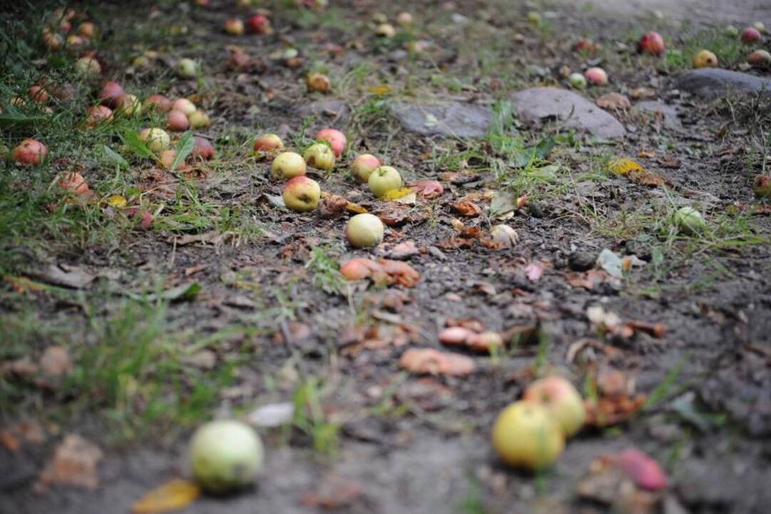 Rudens lygiadienis: miesto nuotaikos trumpėjant dienoms