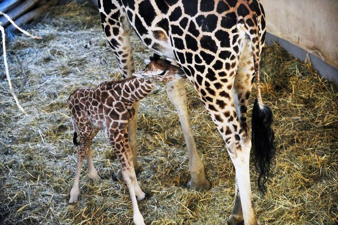 Budapešto zoologijos sodas džiaugiasi savaitės amžiaus žirafa