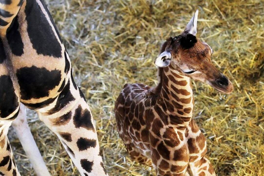 Budapešto zoologijos sodas džiaugiasi savaitės amžiaus žirafa