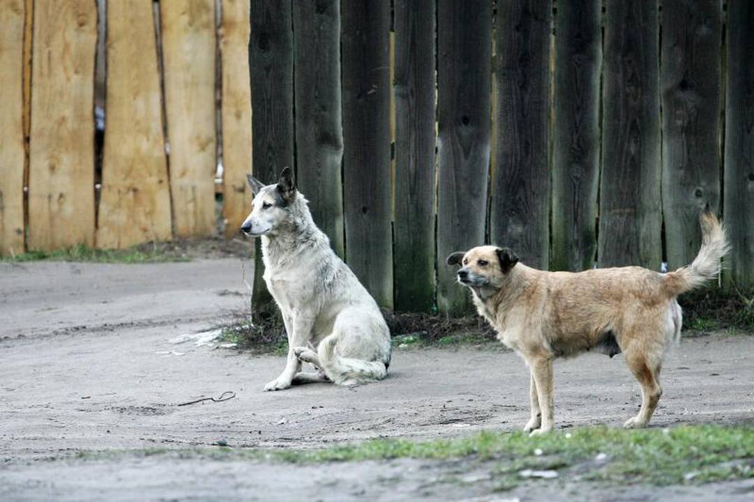 Prieš gyvūnų mylėtojus – linčo teismas  