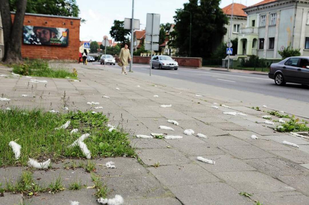Miestas                  skęsta tuopų pūkuose
