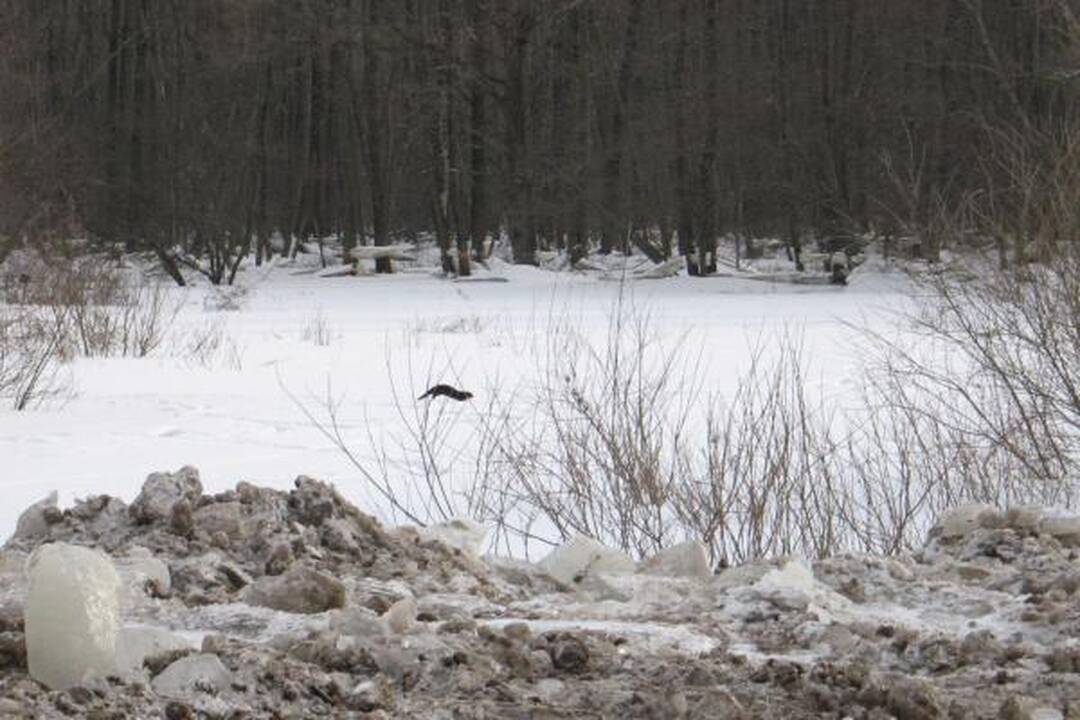Atnaujintas mašinų judėjimas į Rusnę 