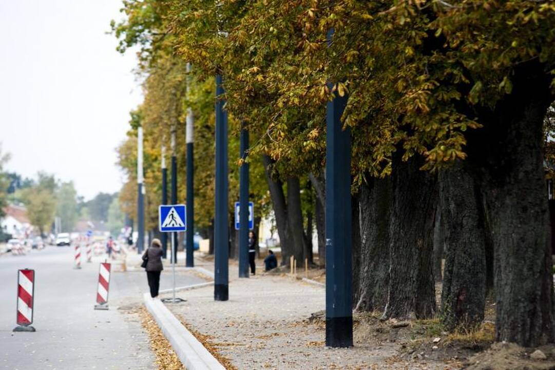 Pjūklo gali sulaukti trečdalis A.Juozapavičiaus prospekto medžių