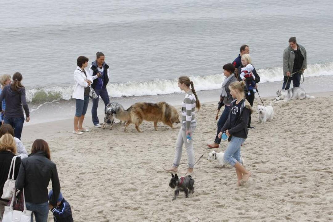 Paplūdimyje pramogavo šeimininkai su savo šunimis