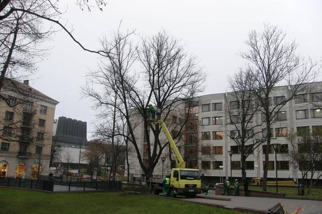 Vilniaus centre medžiai neteks dalies šakų