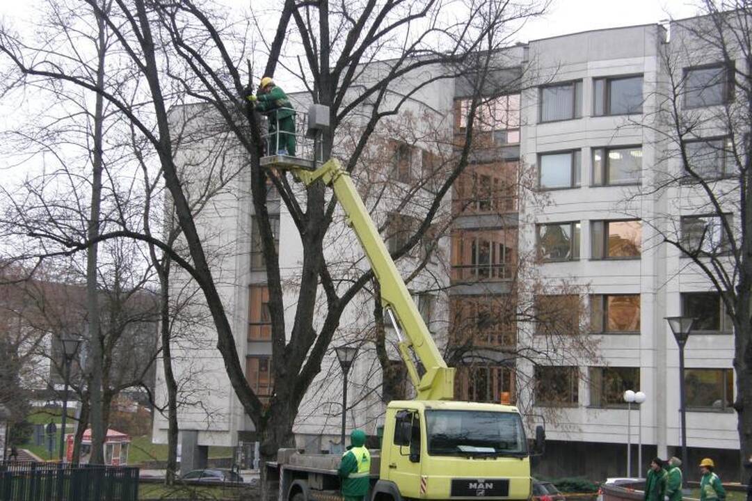 Vilniaus centre medžiai neteks dalies šakų