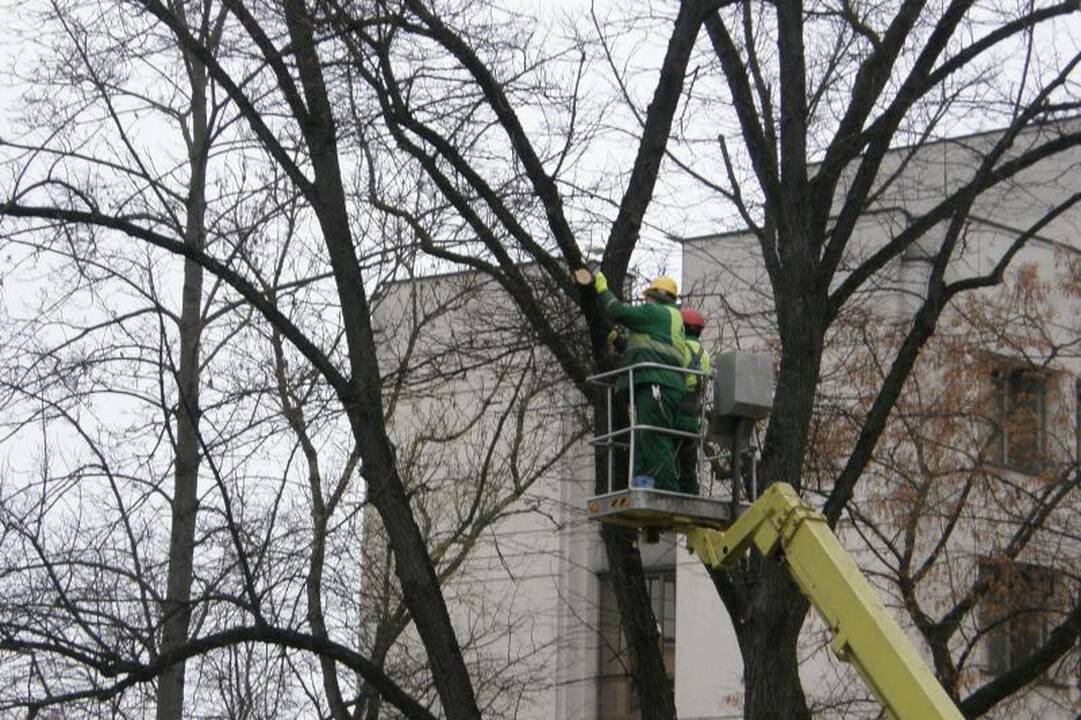 Vilniaus centre medžiai neteks dalies šakų