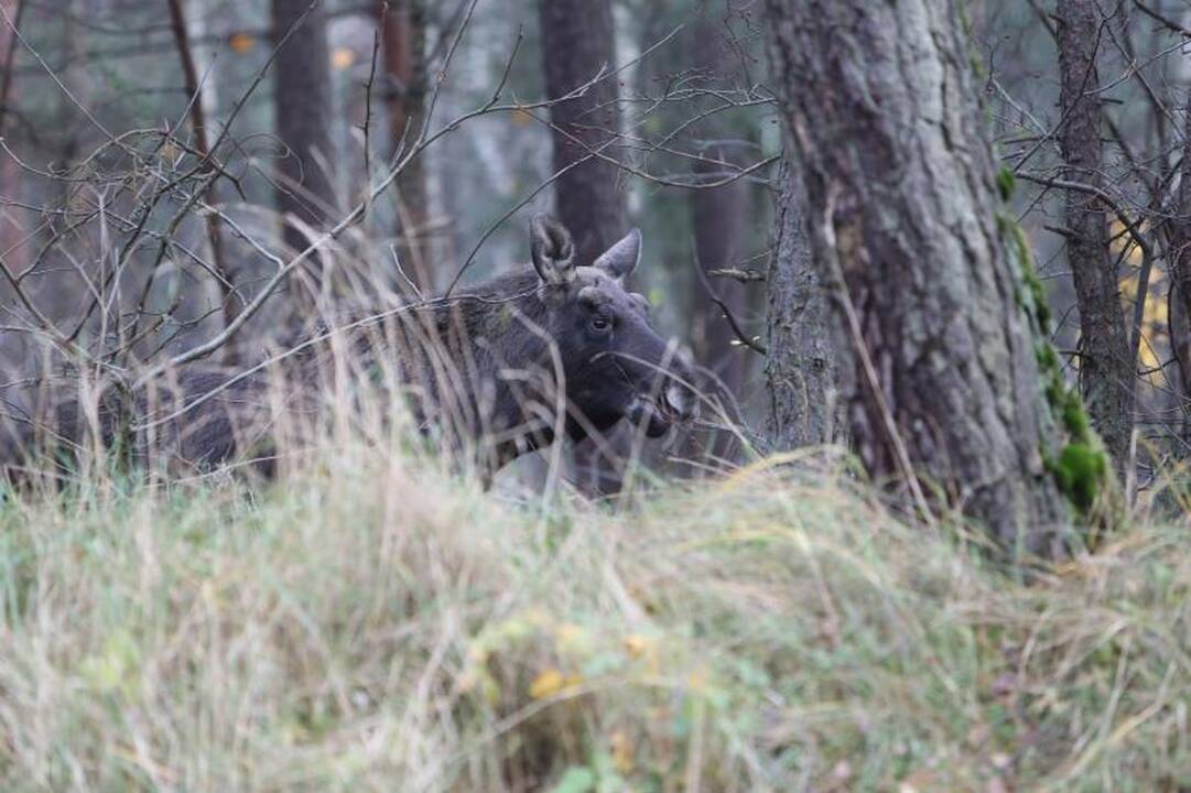 Naujausias kolekcijas pristatė L.Larionova ir E.Rainys