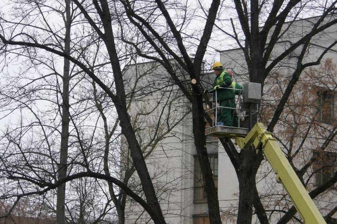 Vilniaus centre medžiai neteks dalies šakų