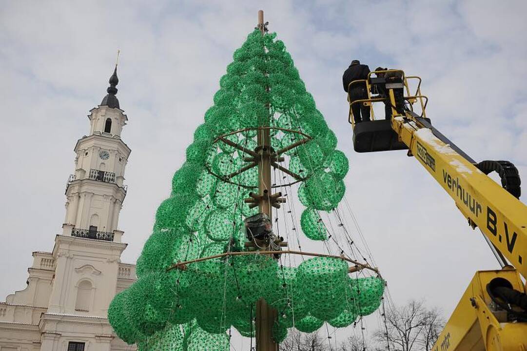 Kauno smaragdinė eglė lauks kitų Kalėdų 