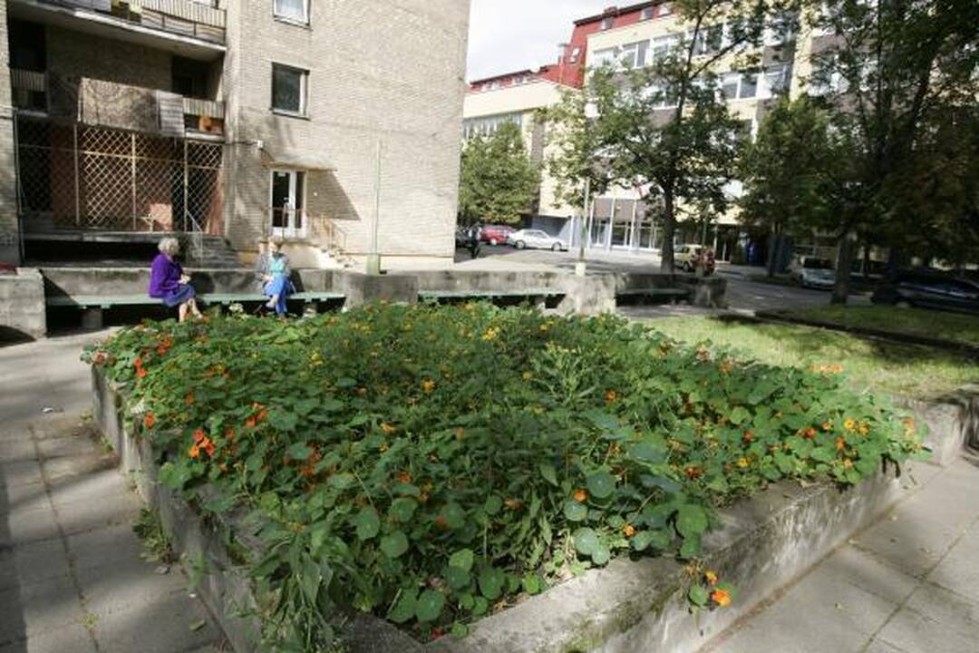 J.Ivanauskaitės skveras laukia katino