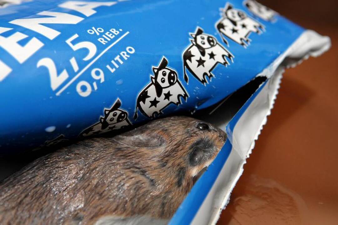 Į pieno pakelį buvo įmesta jau negyva pelė (atnaujinta)
