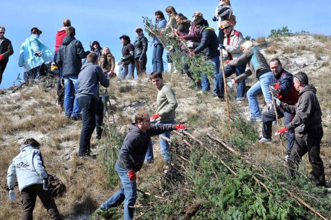 Dujininkai iš visos Lietuvos tvirtino pajūrio kopas
