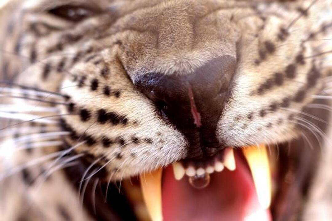Drąsiausia pasaulio žiurkė apvogė leopardę