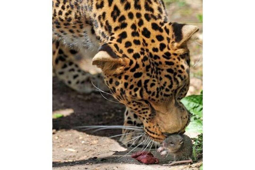 Drąsiausia pasaulio žiurkė apvogė leopardę