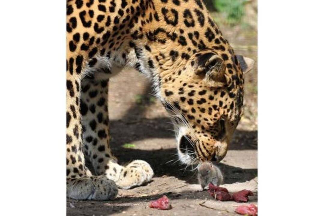 Drąsiausia pasaulio žiurkė apvogė leopardę