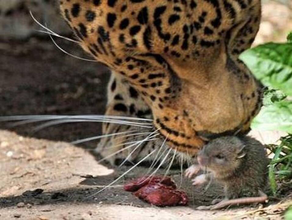 Drąsiausia pasaulio žiurkė apvogė leopardę