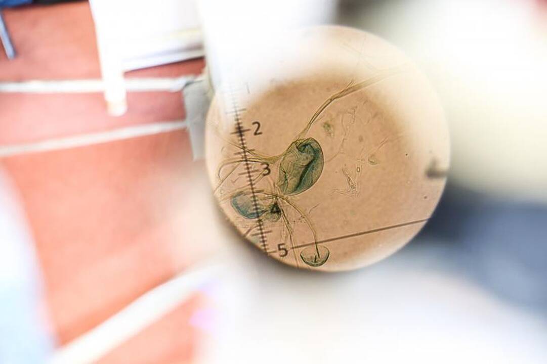 Studentiški darbai žavėjo drąsa ir naujovėmis