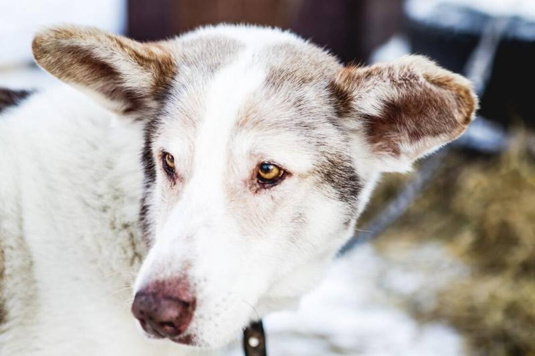 Gyvūnų prieglaudose – būriai šilumos išsiilgusių benamių