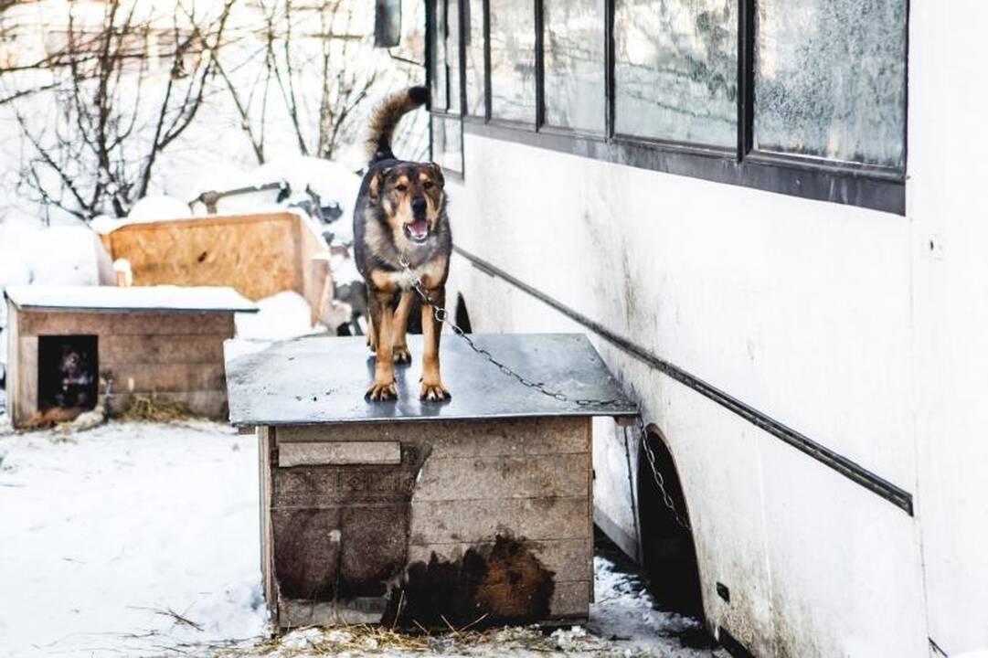 Gyvūnų prieglaudose – būriai šilumos išsiilgusių benamių