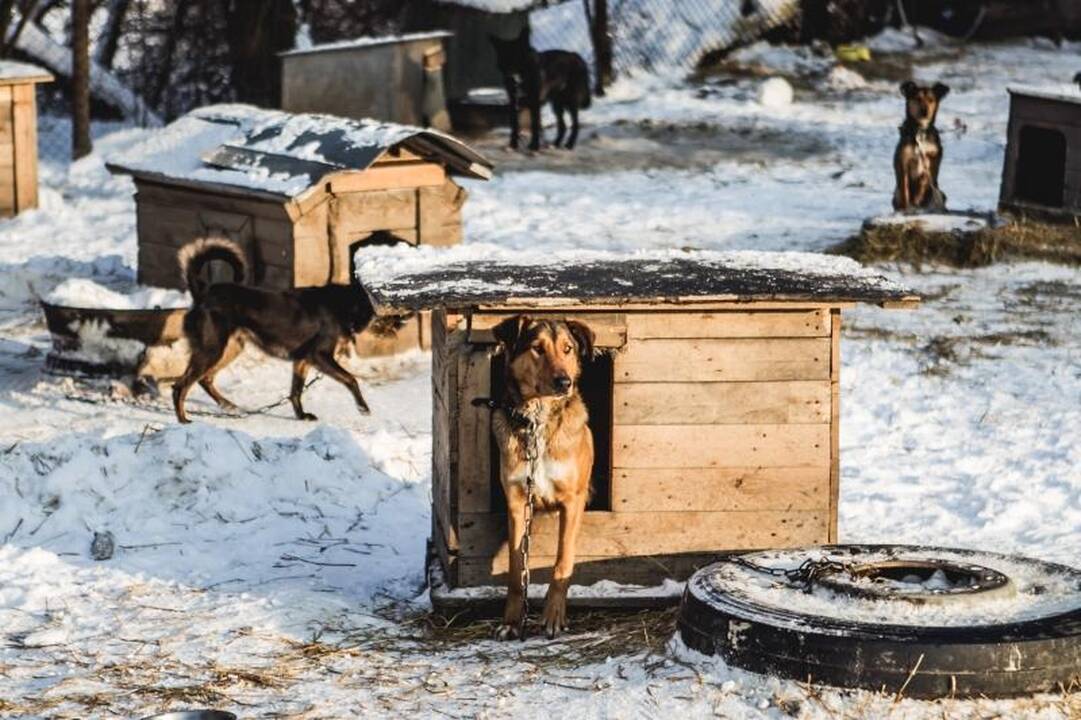 Gyvūnų prieglaudose – būriai šilumos išsiilgusių benamių