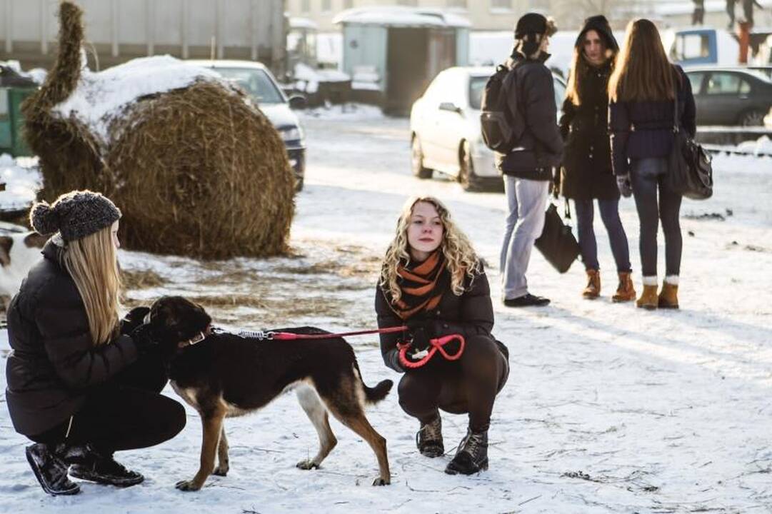 Gyvūnų prieglaudose – būriai šilumos išsiilgusių benamių