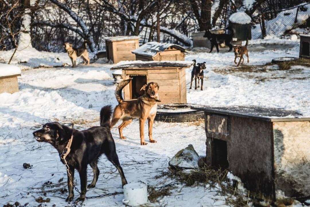 Gyvūnų prieglaudose – būriai šilumos išsiilgusių benamių