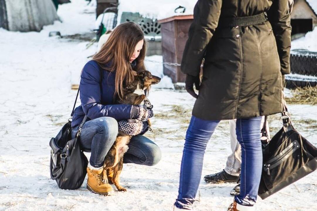 Gyvūnų prieglaudose – būriai šilumos išsiilgusių benamių