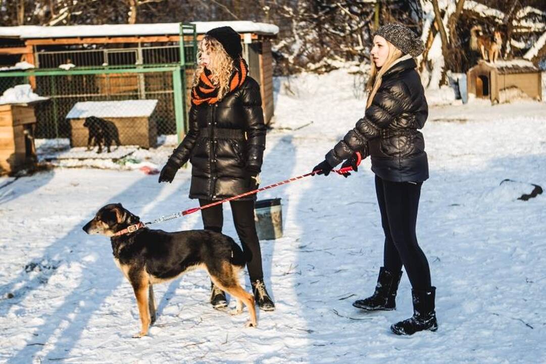 Gyvūnų prieglaudose – būriai šilumos išsiilgusių benamių