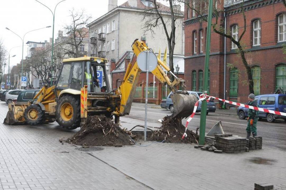Liepų gatvę „palieka“ ilgametės miesto liepos
