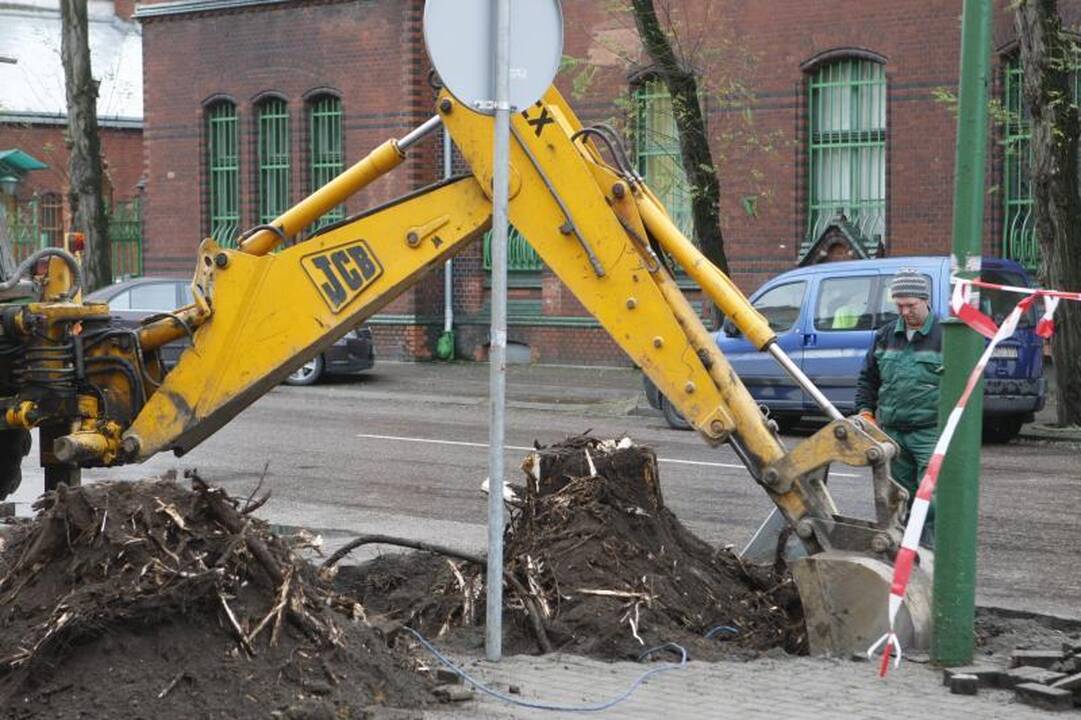 Liepų gatvę „palieka“ ilgametės miesto liepos